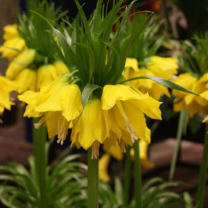 Fritillaria - Lutea Maxima