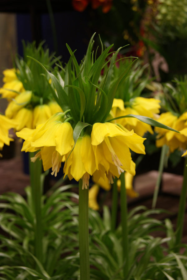 Fritillaria - Lutea Maxima