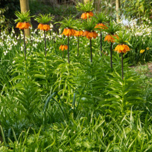 Fritillaria - Rubra Maxima