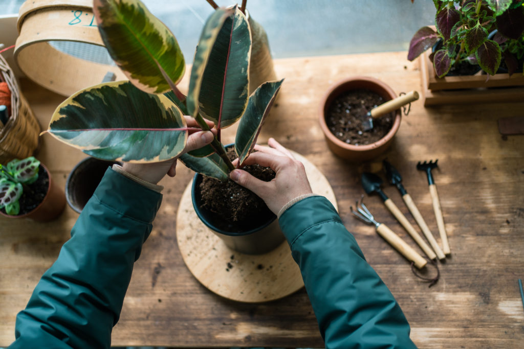 Hands repot a Ficus elastica on a table