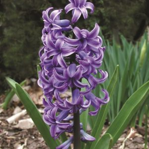 Hyacinth - Peter Stuyvesant