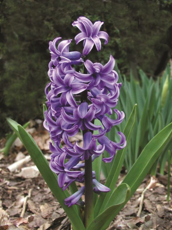 Hyacinth - Peter Stuyvesant