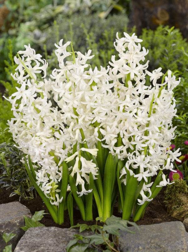 Hyacinth - Aiolos white