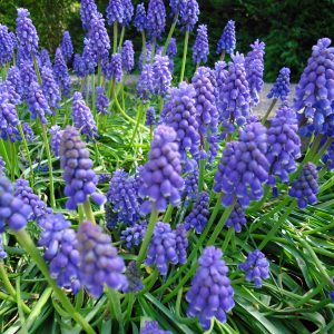 Muscari armeniacum - Grape Hyacinth