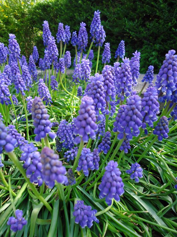 Muscari armeniacum - Grape Hyacinth