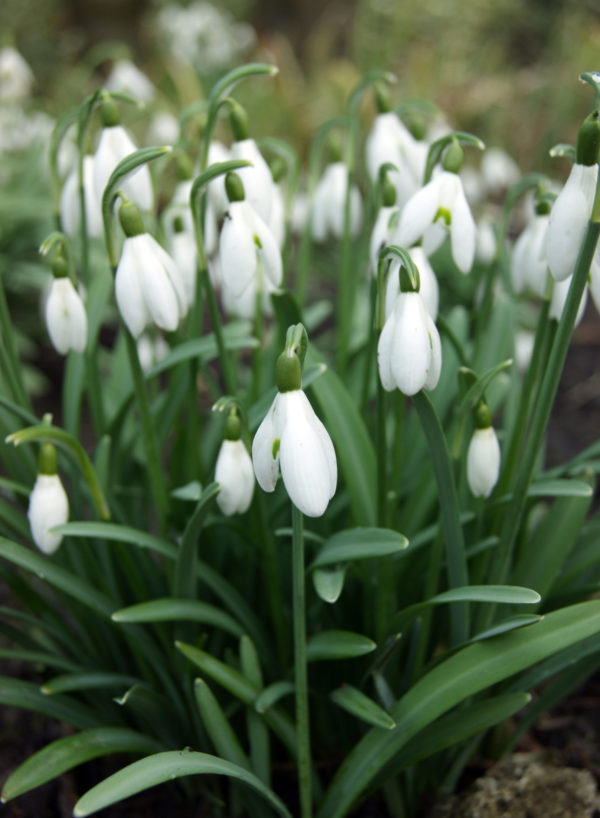 Galanthus Nivalis - Snowdrops