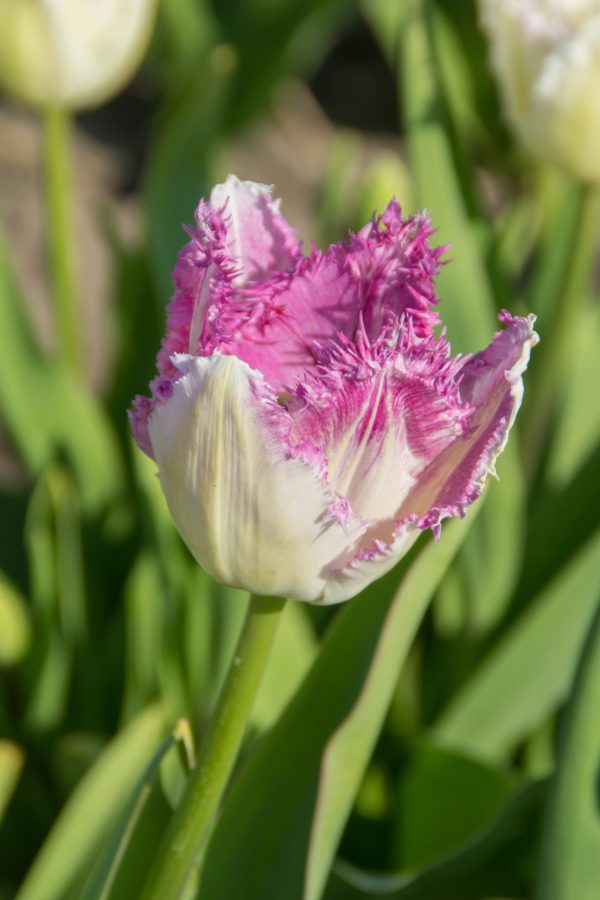 Tulip - Eye Lash