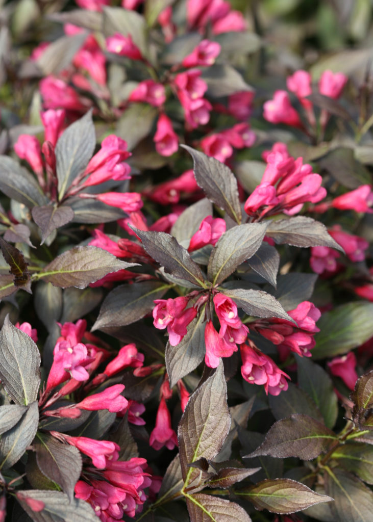 Proven Winners Spilled Wine Weigela