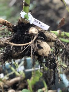 how to dig and store dahlias for the winter