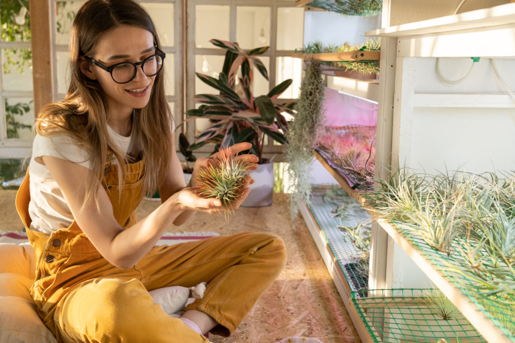 air plants tillandsia