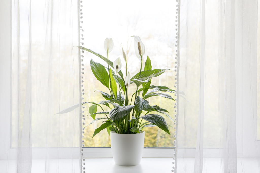 easy houseplants peace lily