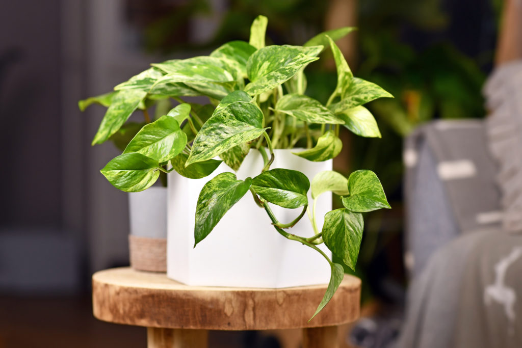 easy houseplants pothos