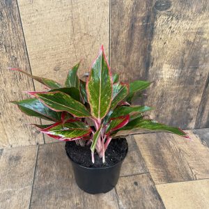 6inch Aglaonema Siam Aurora 1