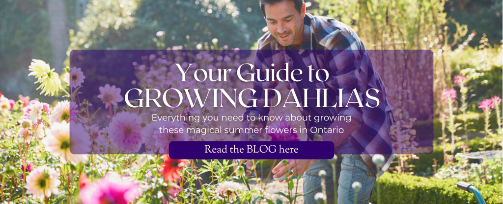 A man clips dahlia flowers from a sunny garden. Text: Your Guide to Growing Dahlias. Everything you need to know about growing these magical summer flowers in Ontario.