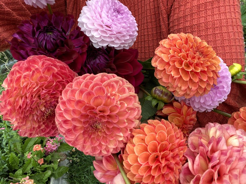 An armload of cut dahlias in various colours and shapes.