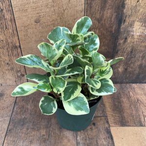 Peperomia Ginny 6 Inch