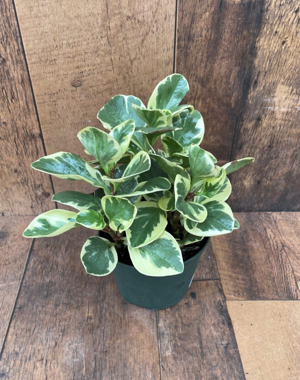 Peperomia Ginny 6 Inch