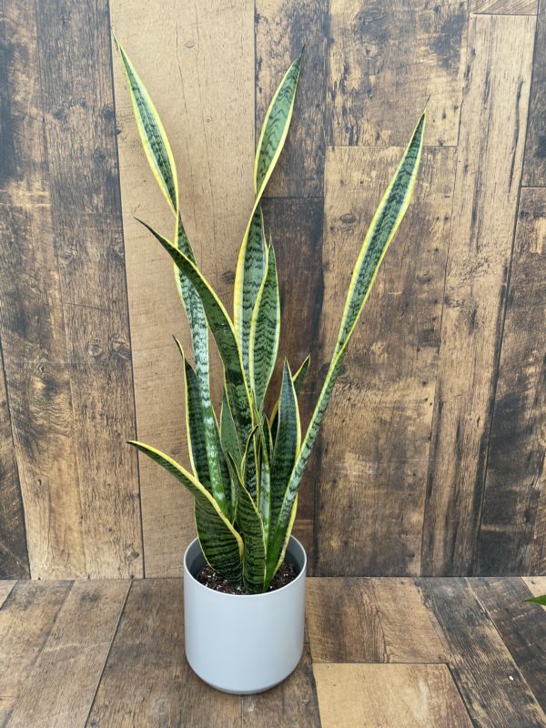 Snake Plant Potted