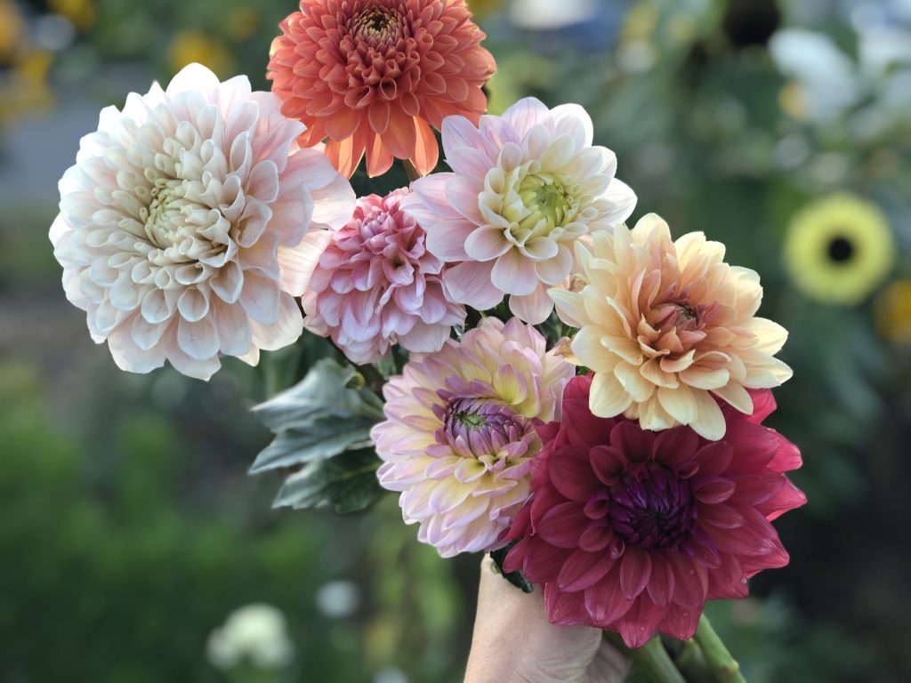 A handful of freshly cut dahlia blooms in shades of blush, cream, gold, rust and mauve.