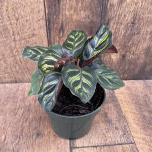 Calathea Makoyanna 4 Inch