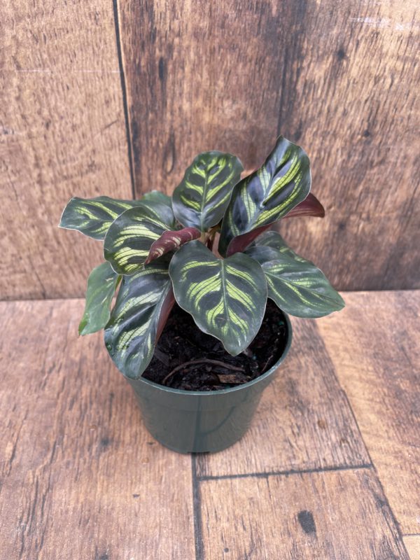 Calathea Makoyanna 4 Inch