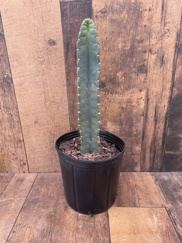 Cereus Peruvianus 10 Inch