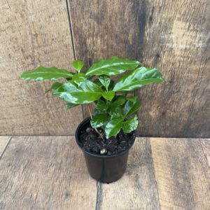 Coffee Plant 4 Inch