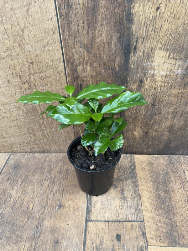 Coffee Plant 4 Inch