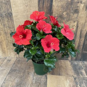 6" hibiscus red