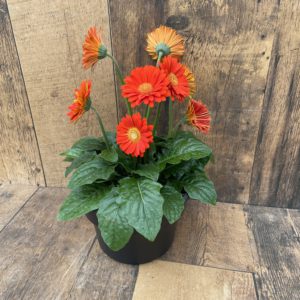 Our Featured Products