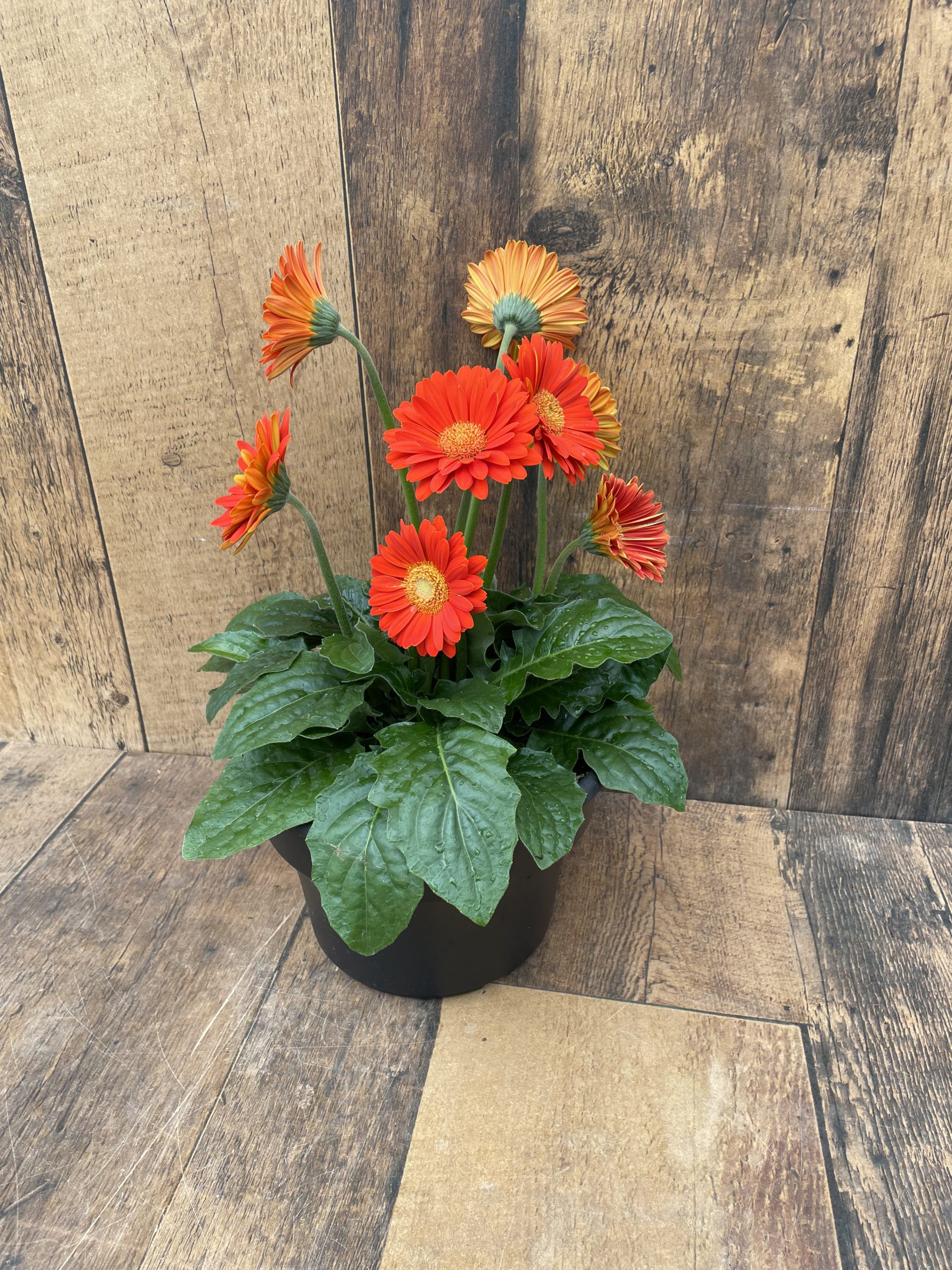 Gerbera Daisy (8" pot)