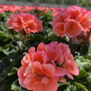 Geranium (6" pot)