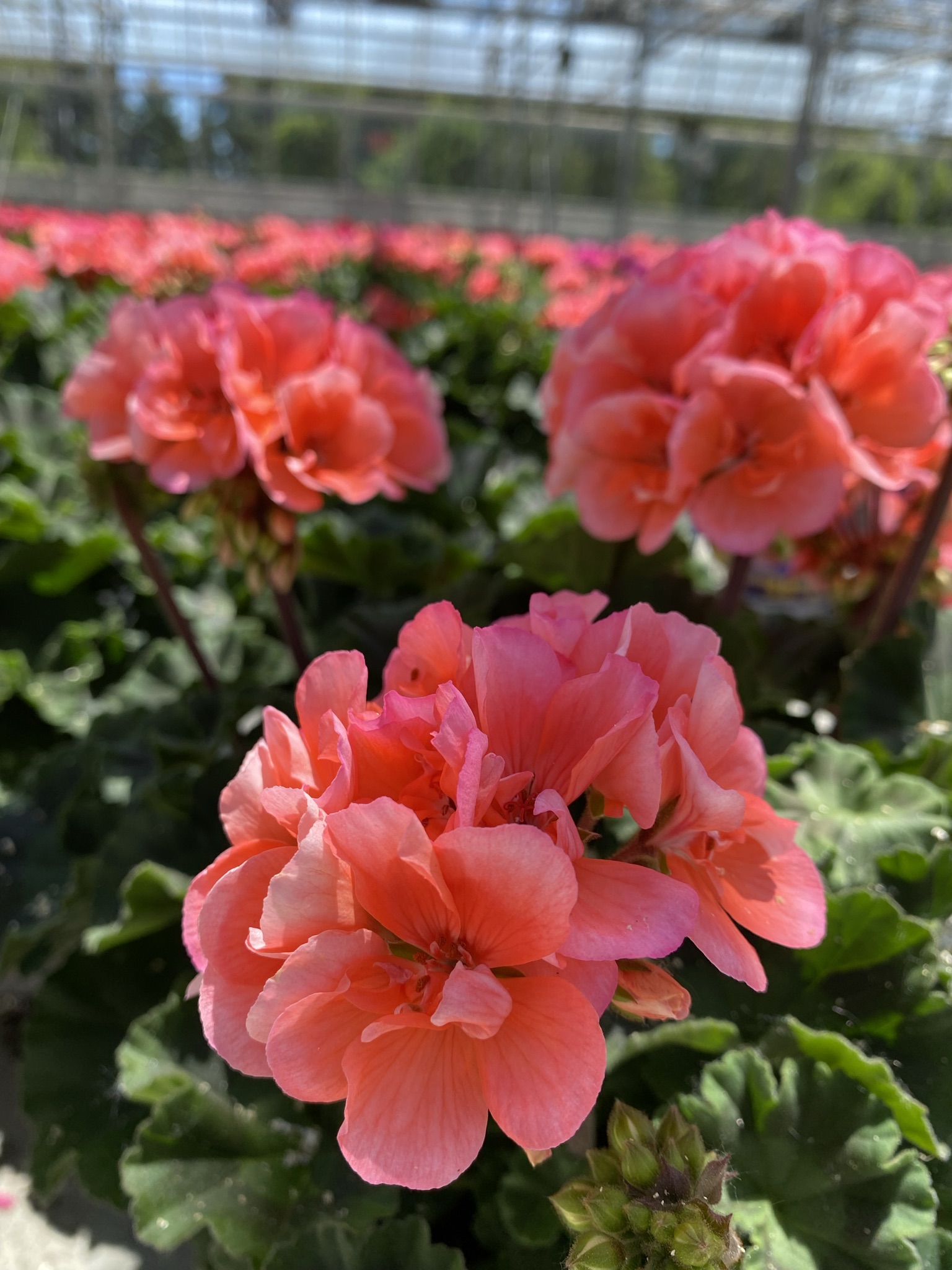 Geranium (6" pot)
