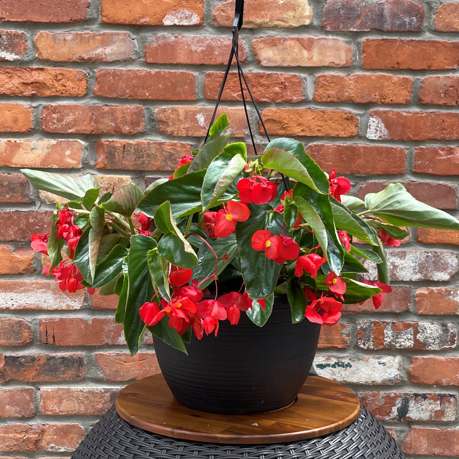12" Signature - Dragon Wing Begonia Hanging Basket