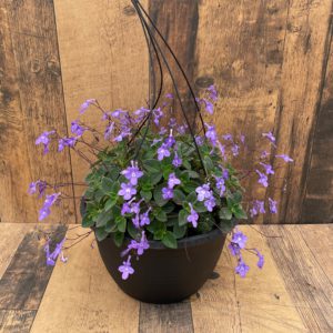 Our Featured Products
