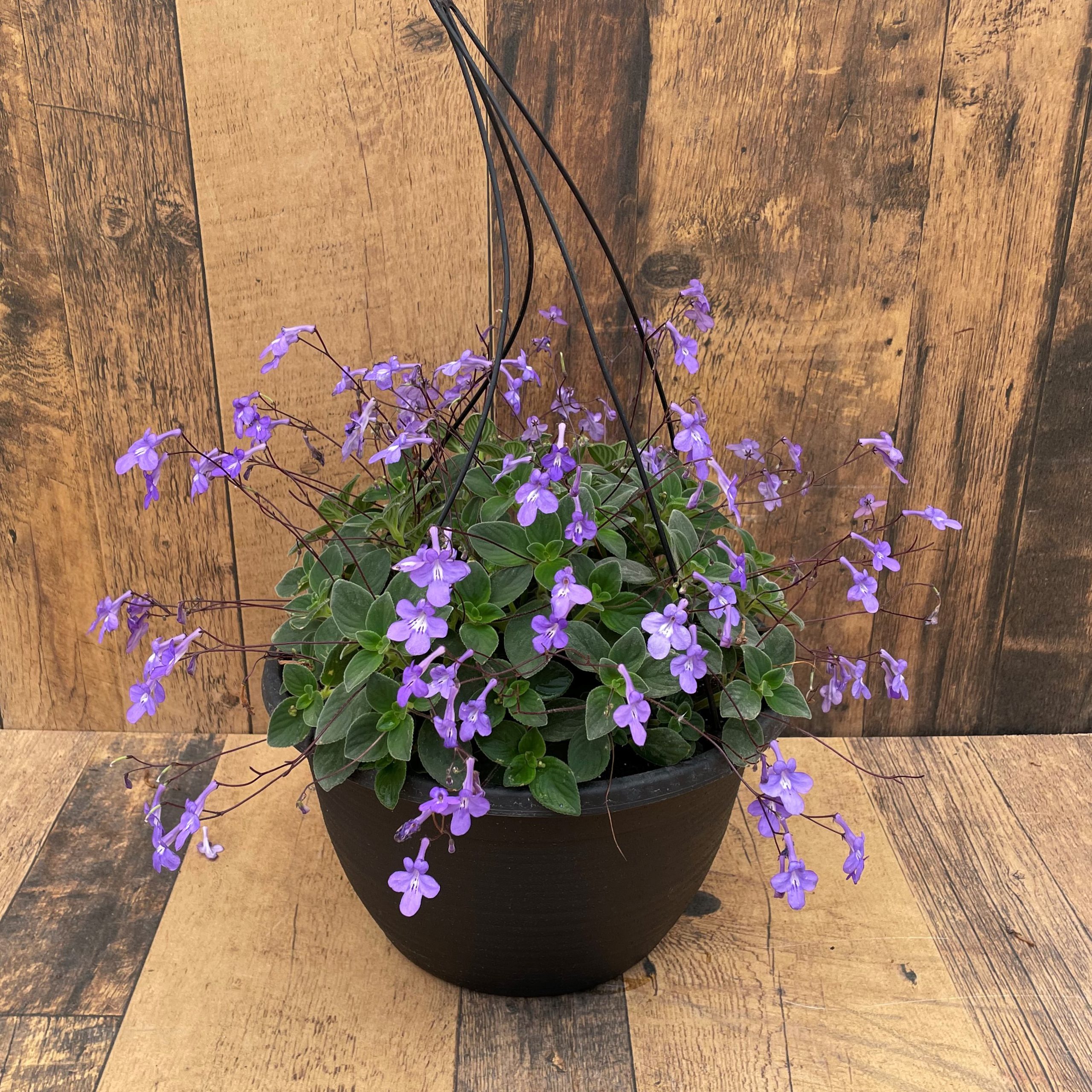 12" Signature - Streptocarpella Hanging Basket