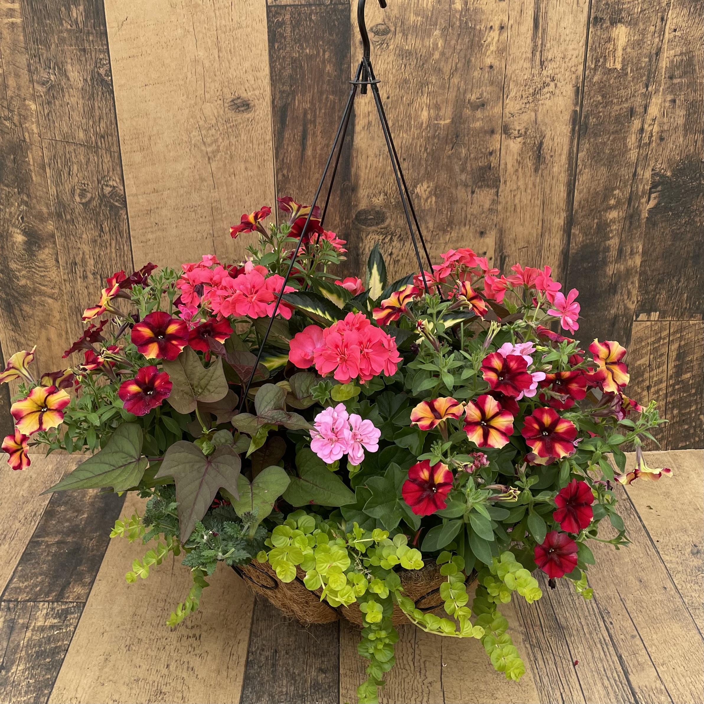 16" Premium Hanging Wire Baskets - Growers Choice - Sun Mix