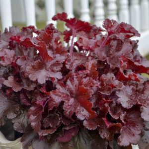 Heuchera Cherry Truffles 1gal by Proven Winners
