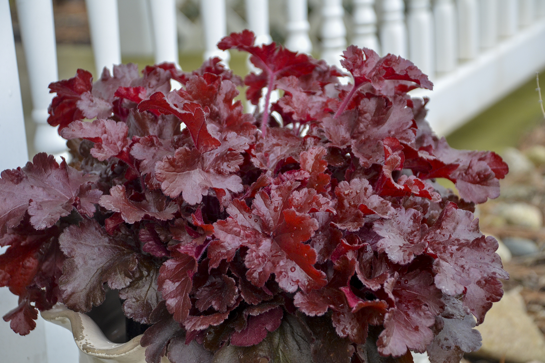 Heuchera Cherry Truffles 1gal by Proven Winners
