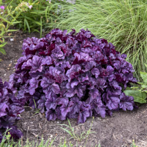 Heuchera Wildberry 1gal by Proven Winners
