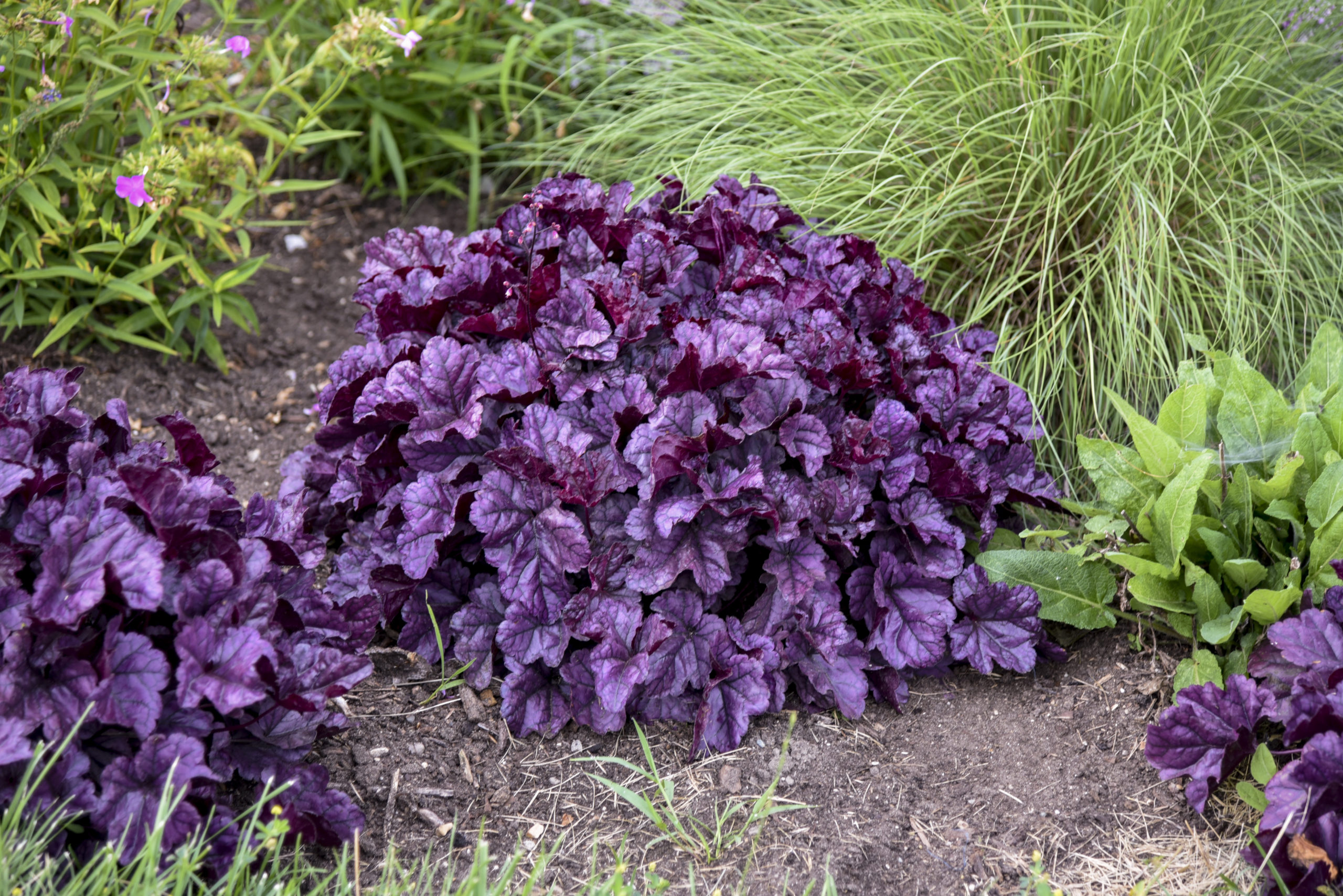 Heuchera Wildberry 1gal by Proven Winners