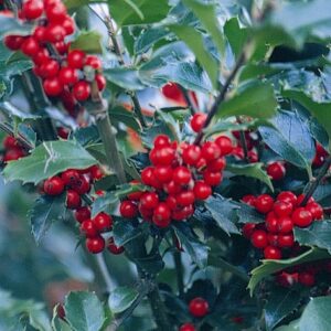 Holly Magic Berry Combo 2gal