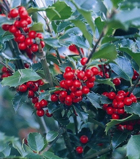 Holly Magic Berry Combo 2gal