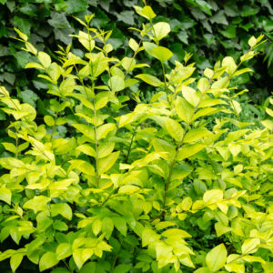 Privet - Golden Vicary 2gal