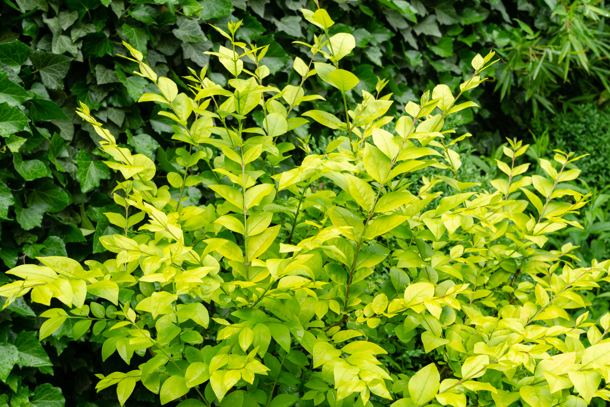 Privet - Golden Vicary 2gal