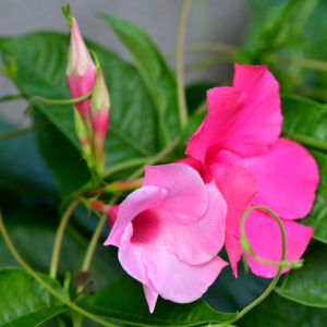 1gal Mandevilla - Growers Choice