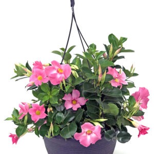 12" Mandevilla Hanging Basket - Growers Choice