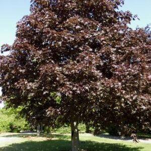 Maple Royal Red