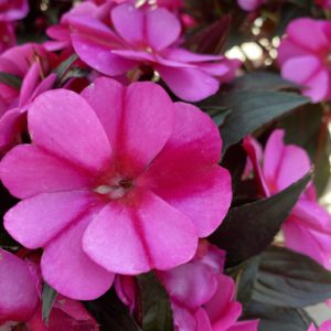 New Guinea Impatiens (6" pot)