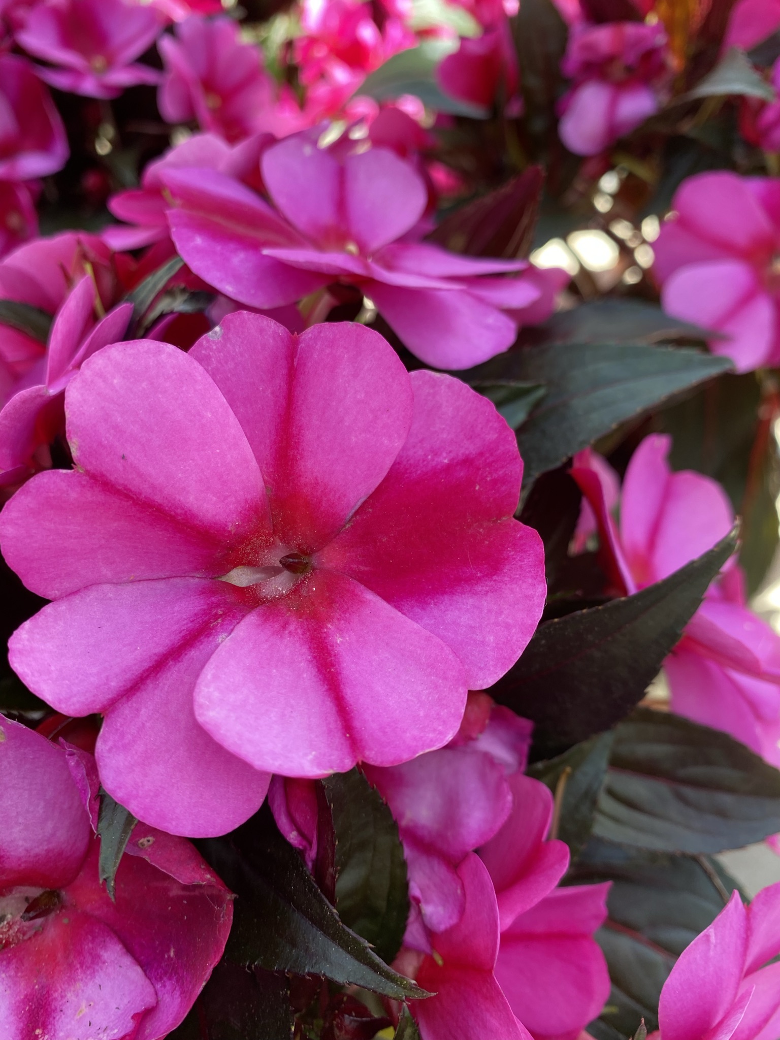 New Guinea Impatiens (6" pot)